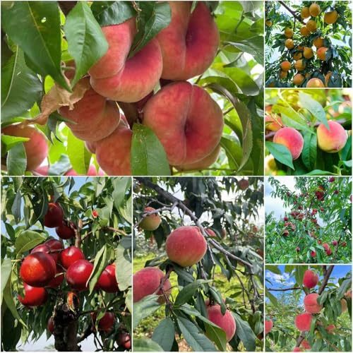 Pfirsichbaum pfirsich baumsamen obstbaum exotische bio obstbäume Premium bonsai Seltene Serie stauden winterhart mehrjährig, 18samen