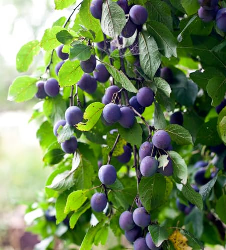 Pogauner (Alte Wildpflaume), wurzelecht, 60-80cm im Topf