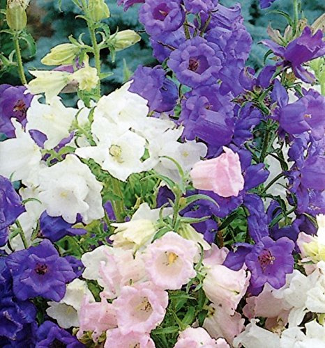 30 Campanula Seeds * Cup & Saucer Mix * Elegant * Cottage Favorite * Ez to Grow : Only Seeds Not a Live Plants