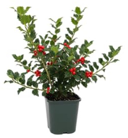 Acebo Natural DECOALIVE Agrifolio Planta Viva que Evoca la Navidad más Tradicional