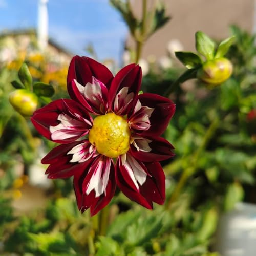 tuberi di dalia - resistenti in vaso giardino balcone interno 5pcs