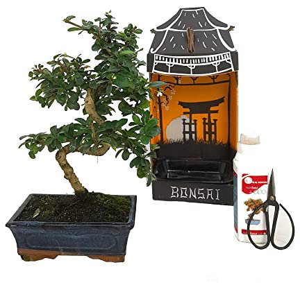 PACK INICIACIÓN BONSAI NATURAL DE INTERIOR DE CARMONA 8 AÑOS INCLUYE TIJERAS 120MM Y ABONO ECO