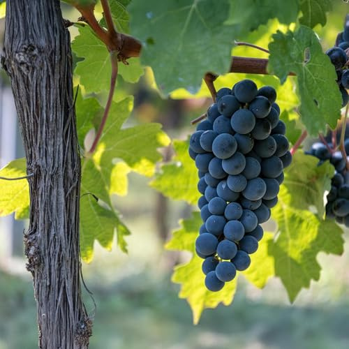 Weinrebe Vitis vinifera Boskoop Glory – Blaue Traube – 2 Pflanzen – Obstpflanze – 15cm – Höhe 50cm