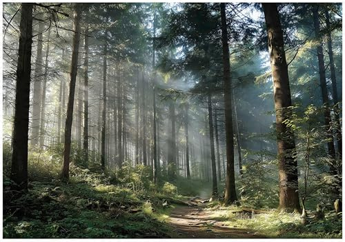 WallArena Vlies Fototapete, Wald, 350x250cm | Fototapeten - Tapeten - für Wohnzimmer Schlafzimmer - Vliestapete Wandtapete Tapete 3D Effekt- inkl. Kleister