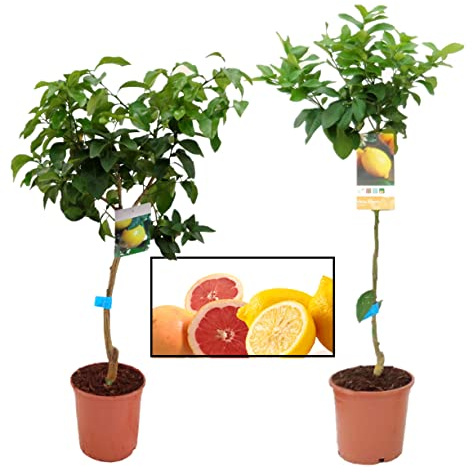Pack Limonero - Naranjo - Pomelo - Mandarino Planta Natural - (Altura 110 Cm) Maceta 22 cm (Pack Limonero + Pomelo)