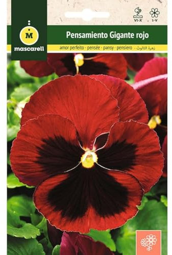 Mascarell - Graines - Pensée géante rouge centre noir - Graines fleurs extérieur pour décoration 0,25 g