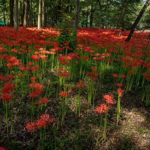 10 piezas bulbos de sangre exóticas resistentes, bulbos de lirio araña, cobertura del suelo resistentes, bulbo jardín decoracion