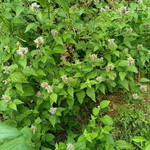Semi di ortica profumati - rare Agastache foeniculum - semi di medicinali da giardino roccioso resistenti semi di prodotti sostenibili 200pcs