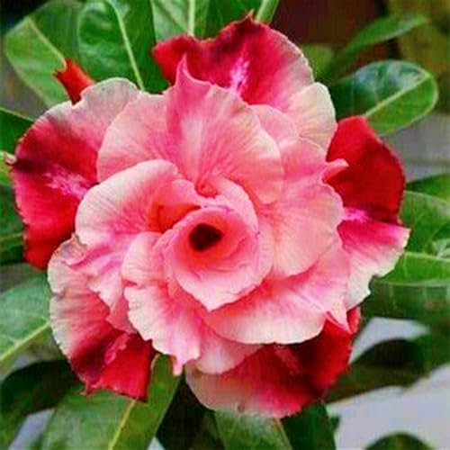 WüStenrose Zwiebeln, SchöNe BäUme,Schnellwachsend, BlüHende Zwiebeln,Winterhart MehrjährigTopf Blumensamen,Zwiebelpflanzen, Seltene Pflanzen Winterhart-1zwiebeln-B