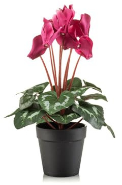 FloristryWarehouse Bouquet de fleurs artificielles de cyclamen hollandais en pot - 30 cm de haut - Rose vif