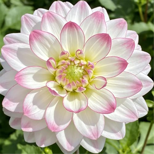 Dalia perenne/Embellecimiento del jardín/Florece profusamente en verano y otoño, fácil de cuidar-10 PCS-C