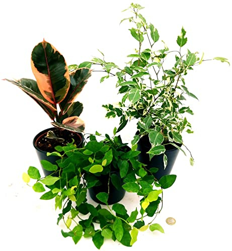 POWERS TO FLOWERS - FICUS TRIS, REPENS, ROBUSTA, BENJAMIN, IN VASO CERAMICA NERO A RIGHE, VASO 13CM, piante vere