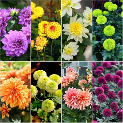 semillas de dalia resistentes - semillas de jardín jardin jardín resistentes, dalia 350pcs