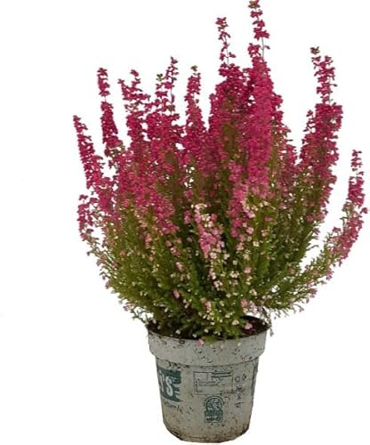Calluna Vulgaria Planta de Origen Europeo Propia de la Estación Otoñal