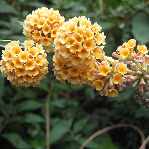 3 x Buddleja Weyeriana 'Sungold' - Schmetterlingsflieder 'Sungold' 40-60 cm im Container -Anmutig blühender Schmetterlingsbusch