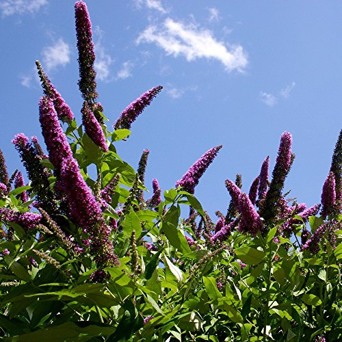 Cespuglio di farfalle, semi del cavaliere nero - Buddleja davidii