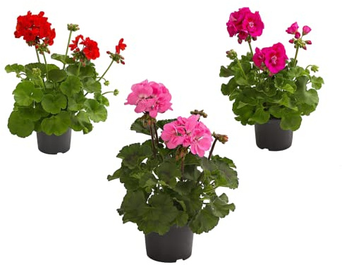 Flores Naturales para el Hogar Set de 3 Geranios