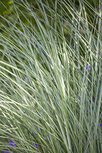 Miscanthus sinensis 'Morning Light' 11x11 cm Topf – Winterhart, Mehrjährig, Pflegeleicht – Chinaschilf – Ziergras für Beet & Kübel