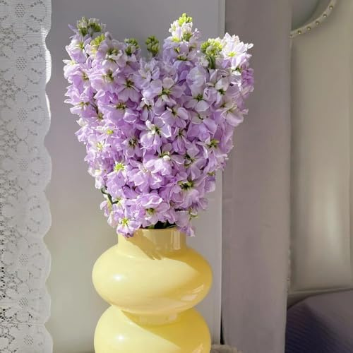350 piezas Semillas violeta africana de primavera perennes resistentes semillas silvestres resistentes