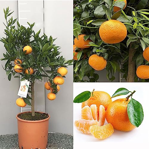 SAVINI VIVAI Mandarinenpflanze, Zitrusbaum Havanna, Mandarine Apireno im 20 cm Topf, Höhe 70 cm, 2-3 Jahre Veredelung, hergestellt in Italien