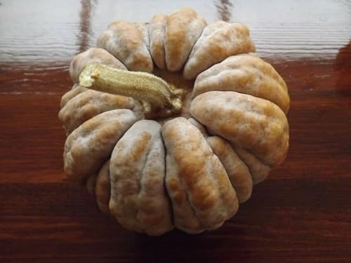 Kogigu Kürbis - Squash - 20+ Samen - Saatgut - HEIRLOOM aus JAPAN! C 015