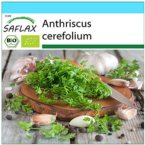 SAFLAX - Organic - Chervil - 800 Seeds - Anthriscus cerefolium