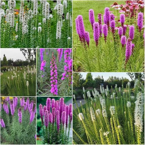 semillas de espuela de caballero camas elevadas para jardín, semillas interior estrella ardiente -Serie Raras- 250pcs