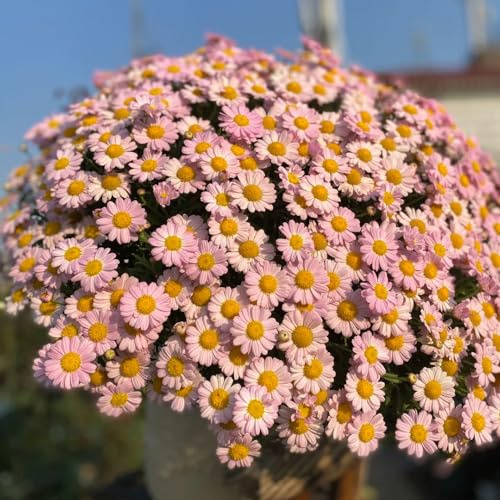 semillas de margarita, resistente al invierno, para cubrir el suelo raras balcón 75pcs