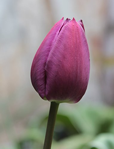 Tulpen Negrita Tulpenzwiebeln (50 Blumenzwiebeln)