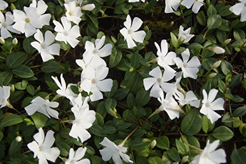 1 x Vinca minor 'Alba' (Staude/Winterhart/Bodendecker/Immergrün/Mehrjährig/Trittfest) Weißes Kleines/Kleinblättriges Immergrün - tolle Blütenpracht - sehr pflegeleicht - von Stauden Gänge