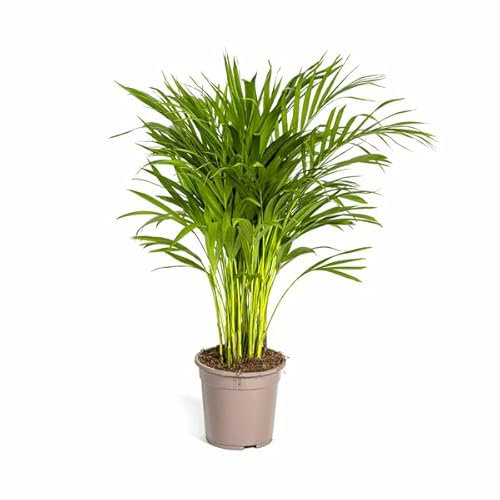 Dypsis Areca Lutescens – Goldfruchtpalme – Zimmerpflanze Ø19cm 80-100cm – Federartige Blätter – Tropisches Flair – Pflegeleicht