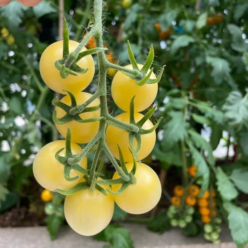 tomatensamen alte sorten - balkongarten indoor gewächshaus balkon 100pcs