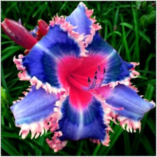 Taglilien Zwiebeln,Mix Mehrjährige Pflanze,Schnell-Wachsend,Winterhart Pflanze,Mysteriöse magische Glühbirne,Seltene farbenfrohe Blumen.-3Taglilien zwiebeln-A