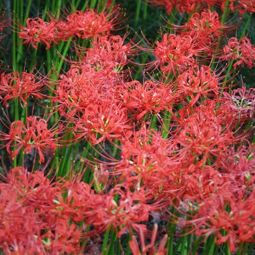 bulbos de lycoris radiata - lirio araña, Decoración exterior que cubre el suelo Balcón jardín 3pcs