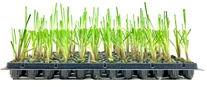 Pampas Grass | Cortaderia Selloana | 10 Live Plants | Flowering Ornamental Foliage