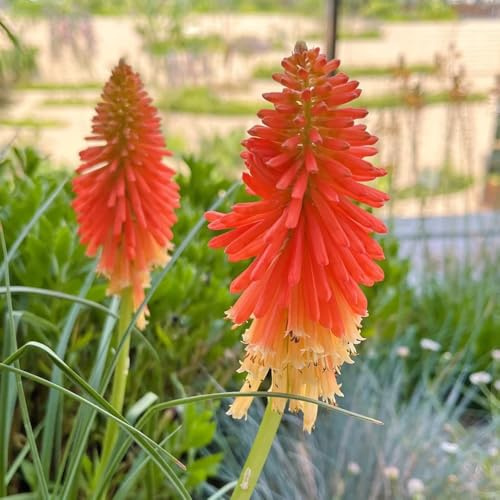 semi di giglio torcia, rustiche per balconi Kniphofia uvaria, semi di resistente al giglio torcia 35pcs