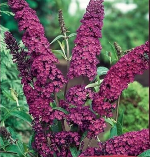 Schmetterlingsflieder Royal Red – Buddleja davidii – Sommerflieder rot – 20–50 cm – bienenfreundlich, duftend, winterhart – Garten & Terrasse