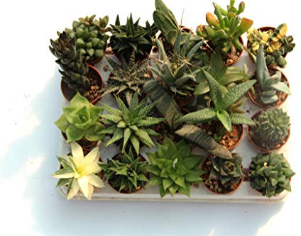 20 suculentas naturales, raras y coleccionables, sin espinas, una diferente de la otra, 5,5 cm. Producción de Viggiano Cactus