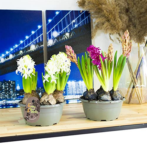 2 Hyacinth (7 Bulbs in a Pot) Pink Purple White Colour in 16cm Pot Size