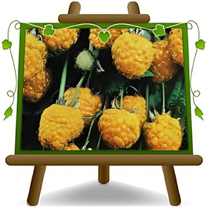 Himbeerbaum Himbeeren Gelbe Himbeeren Biferi - - Obstpflanze antik auf Blumentopf 17 - Baum max 180 cm – Anbau Italien