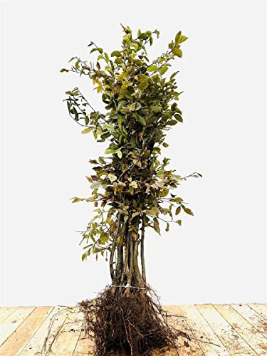 Carpinus betulus 100–125 cm – Winterhart & Mehrjährig & Pflegeleicht – Hainbuche – Heckenpflanze für Garten & Sichtschutz (100 Stück)