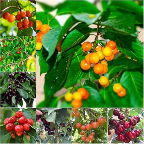 kirschbaum - säulenkirsche obstbaum stauden Süsskirsche obstsamen bonsai bio pflanzensamen obstbäume spalierobst hochbeet balkon topfpflanzen säulenobst 100samen