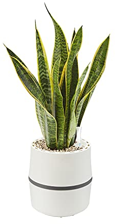 AIRY Luftreiniger System S inkl. Bogenhanf & 3-Liter Airy Base • Natürlicher Luftfilter beseitigt Schadstoffe, Allergene & Gerüche • Ideal für Räume mit ca. 10qm • 1315-613 weiss-grau