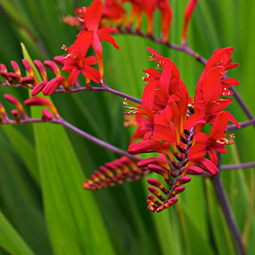 6 x Montbrétia 'Lucifer' - Crocosmia 'Lucifer' - Godet 9x9cm - Éclatantes Fleurs Ardentes