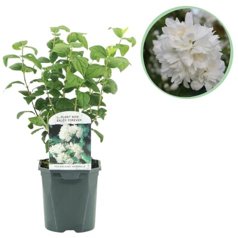 GreenboutiQ - Bauernjasmin - Philadelphus Snowbelle - Blüte Weiß - 1 Pflanze - Laubabwerfend - Wenig Pflege - Topf 17cm Höhe 45cm