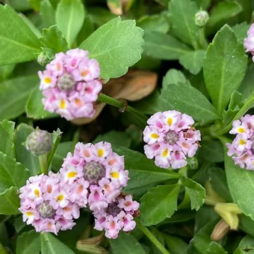 verbena velenifera strisciante giardino resistenti semi di balcone decorazioni giardino per esterni per la con di 600semi