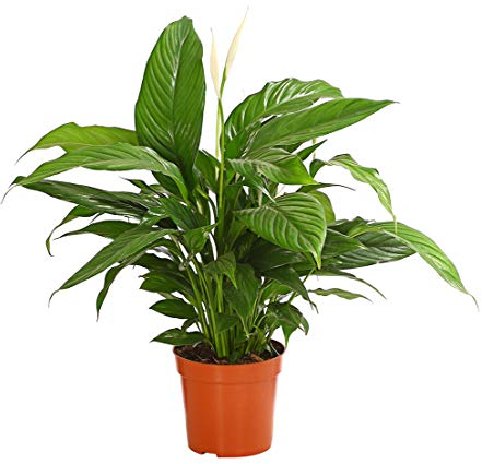 Dehner Air So Pure® Einblatt Sweet Chico, ausladendes Blattwerk, ca. 60-65 cm, Ø Topf 17 cm, Zimmerpflanze