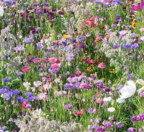Wild Flower Cottage Garden Bee & Butterfly Fragrant Perennial Plant Mix Wild Flower Seeds 25g - 100g (Bee and Butterfly, 50g)