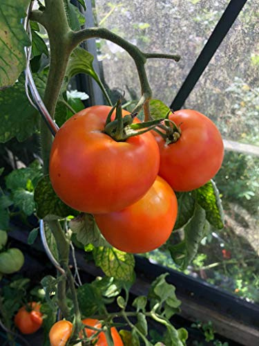 Tomate Ochsenherz Orange 10 Samen