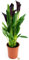 CALLA NERA, VASO 14 CM DIAMETRO, Pianta vera
